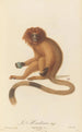 Le Marikina - Jean-Baptiste Audebert — weergave van het kunstwerk
