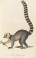 Le Mococo - Jean-Baptiste Audebert — weergave van het kunstwerk
