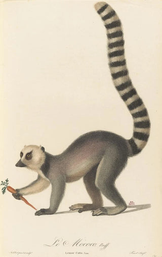 JeanBaptiste Audebert - Le Mococo.webp