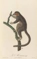 Le Mongous - Jean-Baptiste Audebert — weergave van het kunstwerk