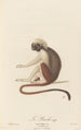Le Pinché - Jean-Baptiste Audebert — weergave van het kunstwerk