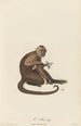 Le Saï - Jean-Baptiste Audebert — weergave van het kunstwerk
