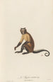 Le Sajou cornu - Jean-Baptiste Audebert — weergave van het kunstwerk