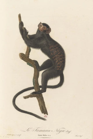 JeanBaptiste Audebert - Le Tamarin Negre.webp