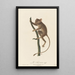 Le Tarsier - Jean-Baptiste Audebert — ingelijst kunstwerk aan de muur