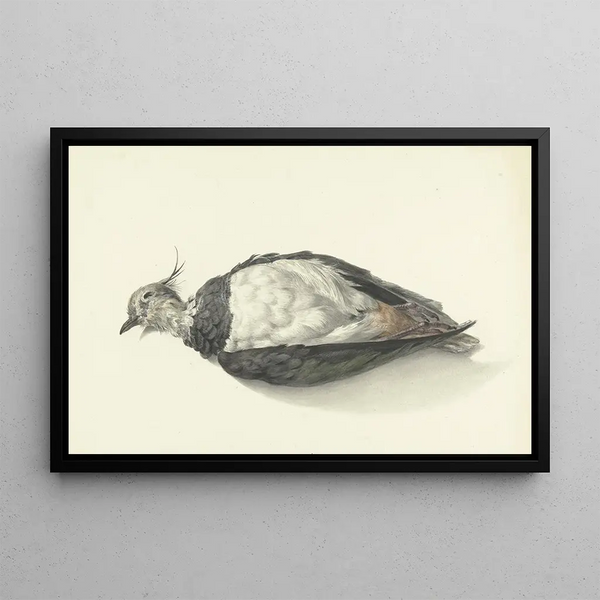 Vanneau mort couché - Jean Bernard — framed artwork on a wall
