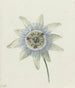 Fleur de la passion - Jean Bernard — weergave van het kunstwerk