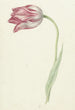 Tulipe rose - Jean Bernard — weergave van het kunstwerk