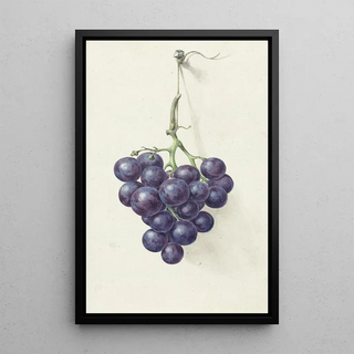 Jean Bernard - Tros blauwe druiven.webp