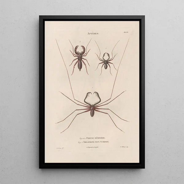 Jean Gabriel Pretre - Insectes recueillis en Afrique et en Amrique Pl03.webp