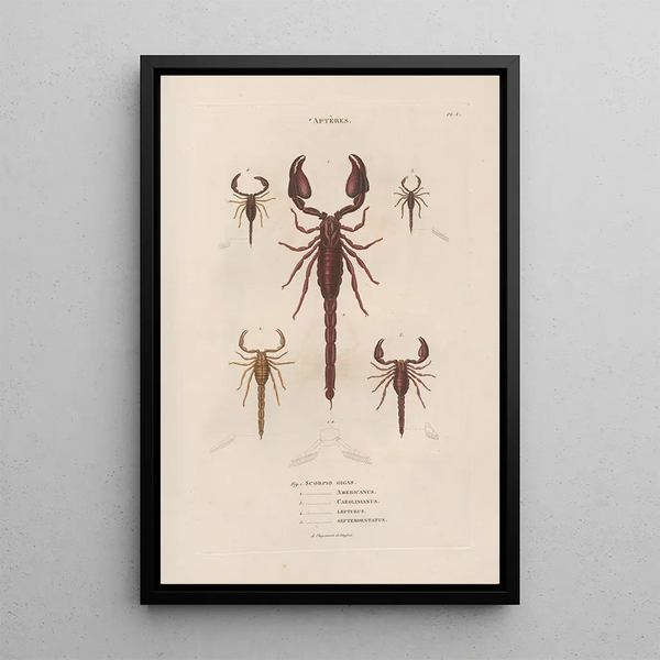 Jean Gabriel Pretre - Insectes recueillis en Afrique et en Amrique Pl04.webp
