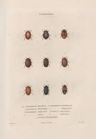 Jean Gabriel Pretre - Insectes recueillis en Afrique et en Amrique Pl12.webp