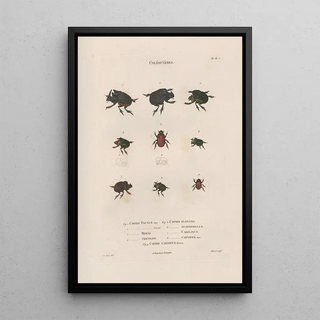 Jean Gabriel Pretre - Insectes recueillis en Afrique et en Amrique Pl13.webp