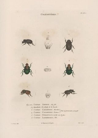 Jean Gabriel Pretre - Insectes recueillis en Afrique et en Amrique Pl14.webp