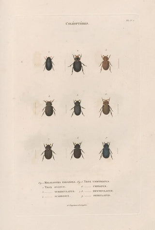Jean Gabriel Pretre - Insectes recueillis en Afrique et en Amrique Pl16.webp