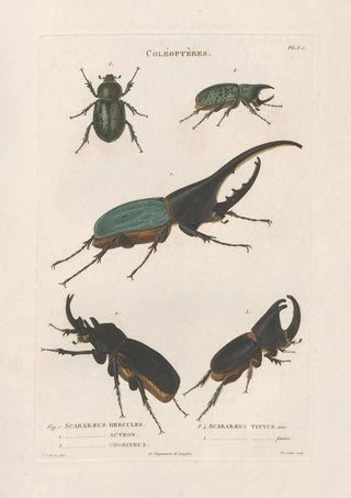 Jean Gabriel Pretre - Insectes recueillis en Afrique et en Amrique Pl19.webp