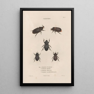 Jean Gabriel Pretre - Insectes recueillis en Afrique et en Amrique Pl21.webp