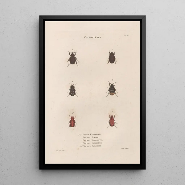 Jean Gabriel Pretre - Insectes recueillis en Afrique et en Amrique Pl25.webp