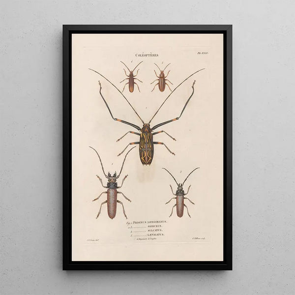 Jean Gabriel Pretre - Insectes recueillis en Afrique et en Amrique Pl33.webp