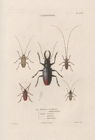 Jean Gabriel Pretre - Insectes recueillis en Afrique et en Amrique Pl34.webp
