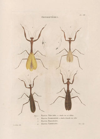 Jean Gabriel Pretre - Insectes recueillis en Afrique et en Amrique Pl41.webp