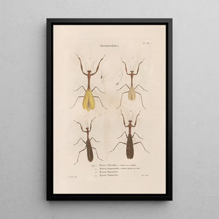 Jean Gabriel Pretre - Insectes recueillis en Afrique et en Amrique Pl41.webp