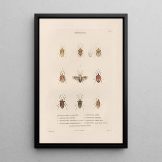 Jean Gabriel Pretre - Insectes recueillis en Afrique et en Amrique Pl52.webp