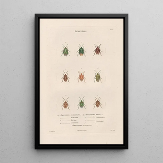 Jean Gabriel Pretre - Insectes recueillis en Afrique et en Amrique Pl53.webp