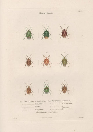 Jean Gabriel Pretre - Insectes recueillis en Afrique et en Amrique Pl53.webp