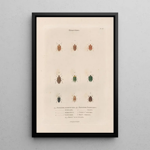Jean Gabriel Pretre - Insectes recueillis en Afrique et en Amrique Pl54.webp