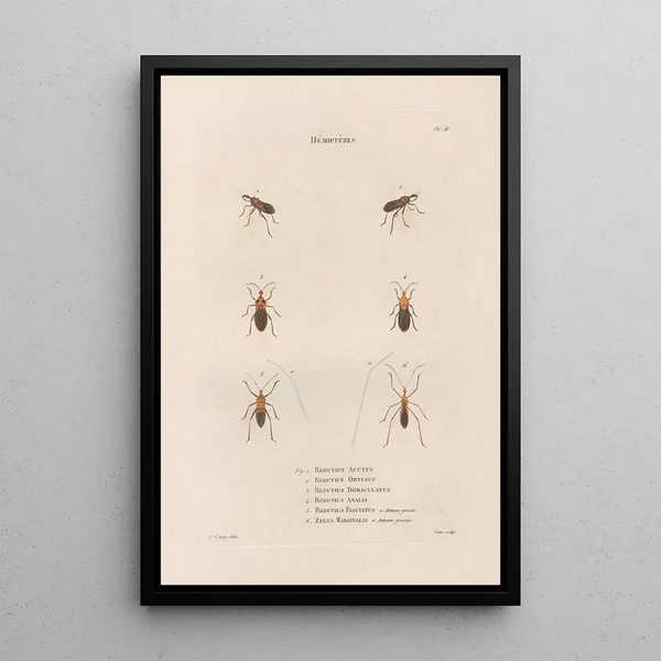 Jean Gabriel Pretre - Insectes recueillis en Afrique et en Amrique Pl56.webp