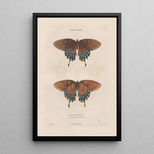 Jean Gabriel Pretre - Insectes recueillis en Afrique et en Amrique Pl75.webp