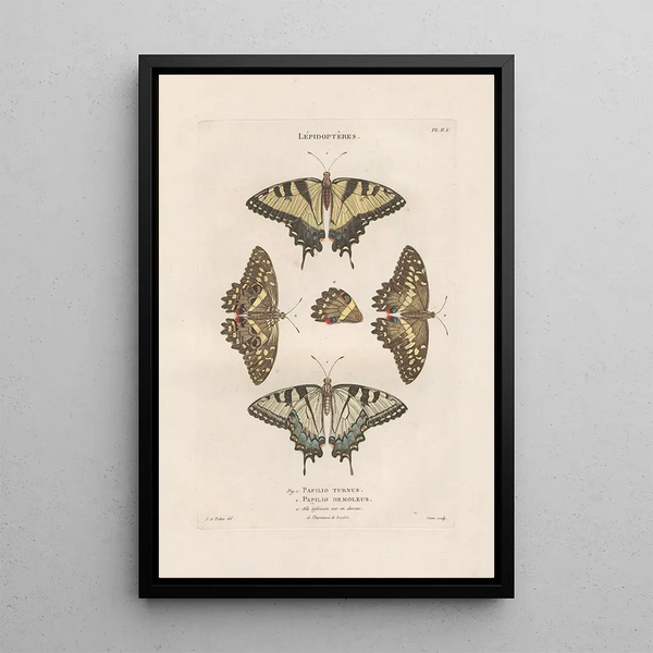 Jean Gabriel Pretre - Insectes recueillis en Afrique et en Amrique Pl76.webp