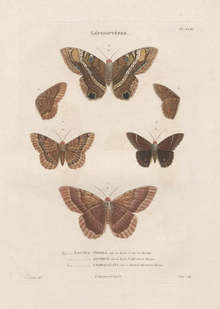 Jean Gabriel Pretre - Insectes recueillis en Afrique et en Amrique Pl77.webp