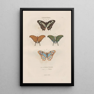 Jean Gabriel Pretre - Insectes recueillis en Afrique et en Amrique Pl79.webp