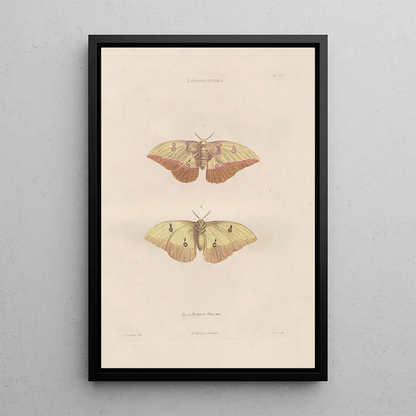 Jean Gabriel Pretre - Insectes recueillis en Afrique et en Amrique Pl84.webp