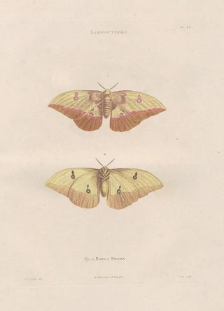 Jean Gabriel Pretre - Insectes recueillis en Afrique et en Amrique Pl84.webp