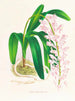 Aerides augustianum - Jean Jules Linden — weergave van het kunstwerk