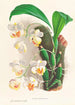 Aganisia tricolor - Jean Jules Linden | Reproduction — weergave van het kunstwerk