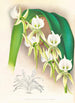 Angraecum eburneum var superbum - Jean Jules Linden — weergave van het kunstwerk