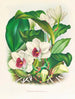 Bifrenaria harrisoniae - Jean Jules Linden — weergave van het kunstwerk