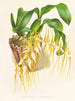 Brassia caudée - Jean Jules Linden — weergave van het kunstwerk