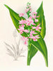 Calanthe Masuca - Jean Jules Linden — weergave van het kunstwerk