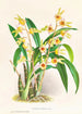 Catasetum Discolor - Jean Jules Linden — weergave van het kunstwerk