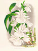 Catasetum bungerothi - Jean Jules Linden — weergave van het kunstwerk