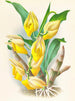 Catasetum macrocarpum - Jean Jules Linden — weergave van het kunstwerk