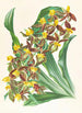 Catasetum rodigasianum - Jean Jules Linden — weergave van het kunstwerk