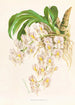 Catasetum tigrinum - Jean Jules Linden — weergave van het kunstwerk