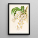 Catasetum tigrinum - Jean Jules Linden — ingelijst kunstwerk aan de muur