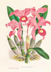 Cattleya Lawrenceana - Jean Jules Linden — weergave van het kunstwerk